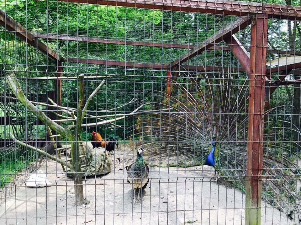 Pension Casa Vanatorilor Băile Olăneşti Kültér fotó